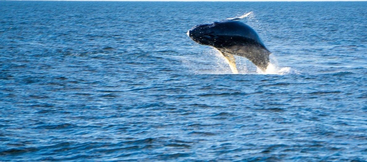“比特币鲸”灰度在2019年一直在行动，预示着2020年可能会有很大的变化？